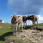In Hergensweiler